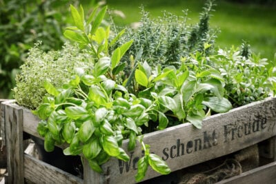 Types of herbs.